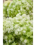 Гортензія деревовидна ’Хайєс Старберст’|Hydrangea arborescens ’Hayes Starburst’|Гортензия древовидная ’Хайес Старберст’